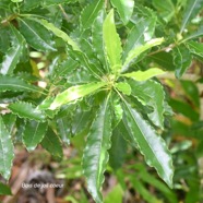 Pittosporum senacia Bois de joli coeur Pit tosporaceae Indigène La Réunion 1443.jpeg